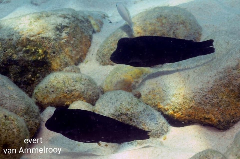 Spathodus marlieri 'Nondwa Point'